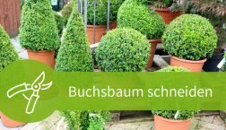 Buchsbaum schneiden