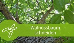 Walnussbaum schneiden