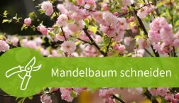 Mandelbaum schneiden
