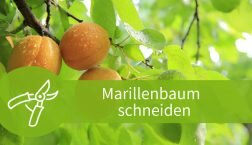 Marillenbaum schneiden