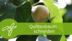 Quittenbaum schneiden