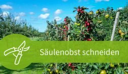 Säulenobst schneiden